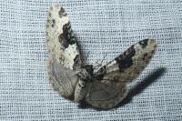 Xanthorhoe fluctuata