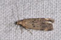 Pexicopia malvella