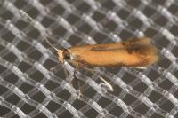 Coptotriche marginea