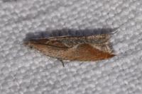 Ancylis diminutana