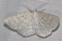 Cabera exanthemata