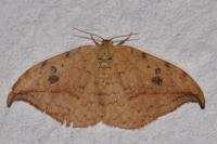 Drepana falcataria