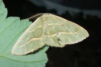 Hylaea fasciaria