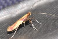Caloptilia alchimiella