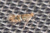 Phyllonorycter ulmifoliella