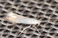 Phyllonorycter harrisella