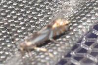 Phyllonorycter rajella