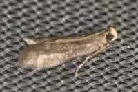 Eccopisa effractella