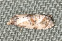 Cochylis molliculana