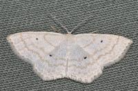 Scopula immutata