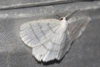 Cabera pusaria