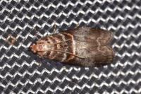 Acrobasis advenella