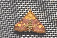 Pyrausta aurata