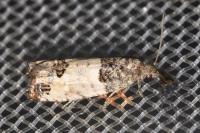 Spilonota ocellana