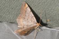 Macaria liturata