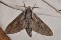 Hyloicus pinastri