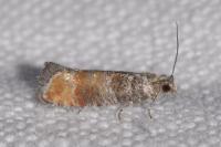 Clavigesta purdeyi
