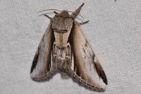 Pheosia gnoma