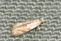 Bucculatrix bechsteinella