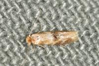 Bucculatrix ulmella