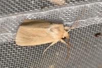 Mythimna pallens