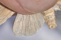 Mythimna pallens