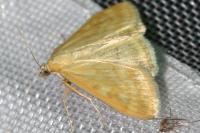 Sitochroa verticalis