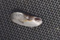 Cilix glaucata
