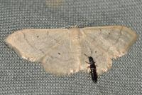 Idaea straminata