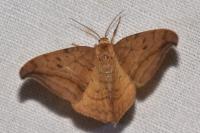Drepana curvatula