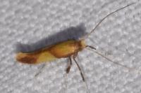 Caloptilia robustella