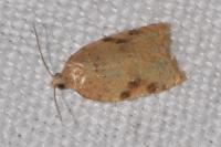Acleris ferrugana