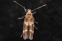 Mompha subbistrigella