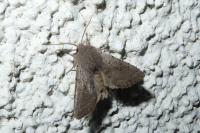Orthosia populeti