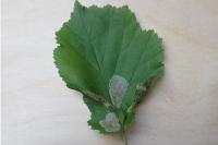 Phyllonorycter coryli