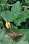 Phyllonorycter acerifoliella
