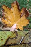 Stigmella aceris