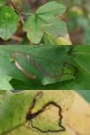 Stigmella aceris