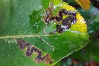 Stigmella pyri