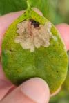 Parectopa robiniella