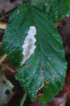 Coptotriche marginea