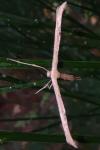 Emmelina argoteles/monodactyla