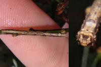 Peribatodes rhomboidaria