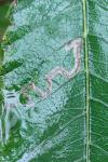 Stigmella samiatella