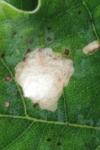 Tischeria ekebladella