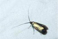 Adela reaumurella