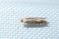 Phyllonorycter quercifoliella