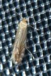 Phyllonorycter quercifoliella