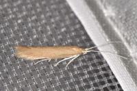 Coleophora binderella