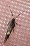 Esperia sulphurella